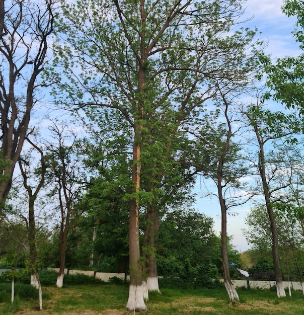 Un árbol con pintura blanca que dice 'la palabra árbol'