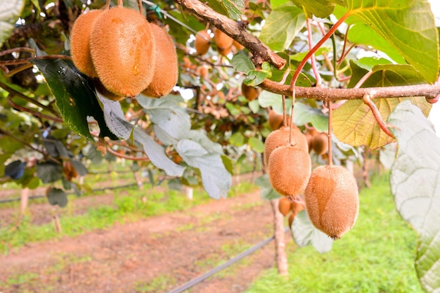 Foto Árbol de plantación de frutas de kiwi