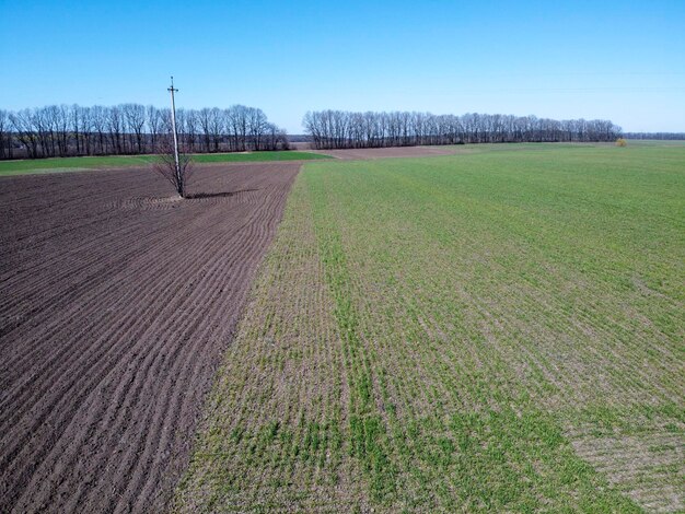 Árbol entre plantaciones en campo