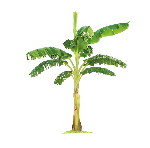 Árbol de plátano aislado sobre fondo blanco con trazados de recorte para el diseño de jardines