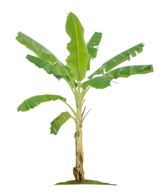 Foto Árbol de plátano aislado sobre fondo blanco.