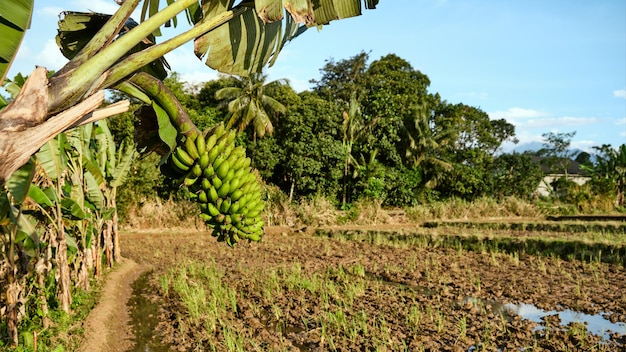 Árbol de plátano al sol de la tarde