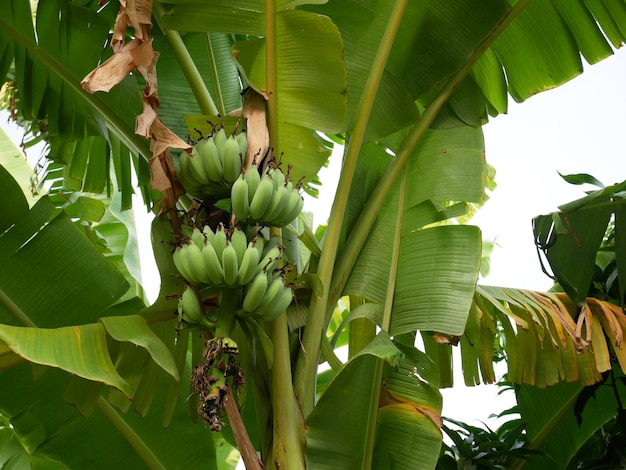 árbol de plátano con banaana
