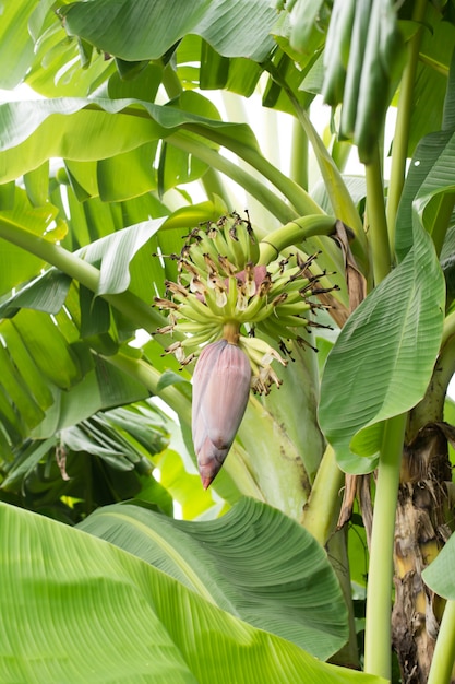 Árbol de plátano con flor de plátano