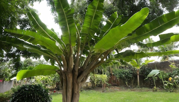 Árbol de plátano en el jardín