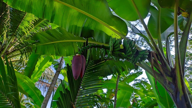 árbol de plátano verde