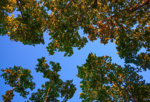 Foto el árbol platanus hispanica sobre un fondo azul