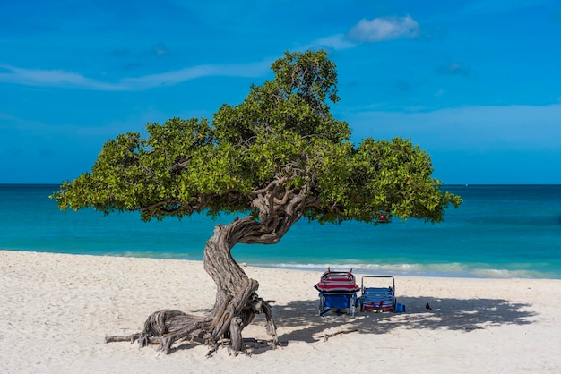 Foto Árbol en la playa contra el cielo