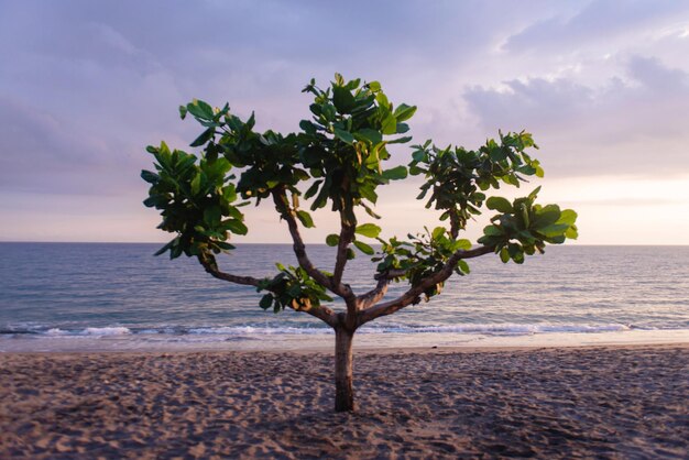 Foto Árbol en la playa contra el cielo