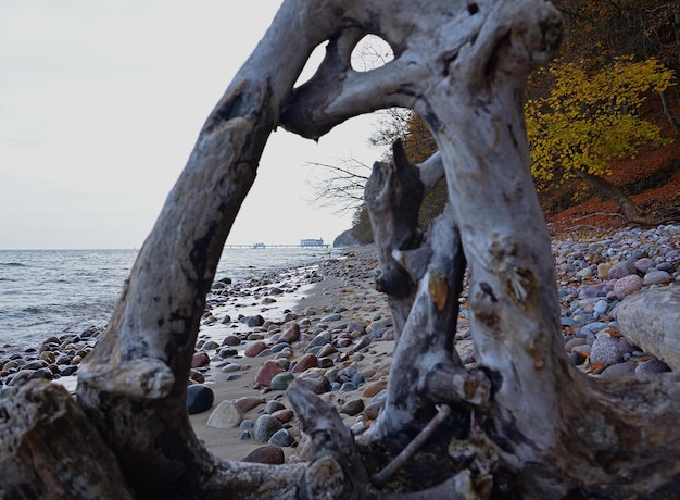 árbol en la playa