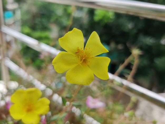 Foto Árbol de portulaca grandiflora con una flor