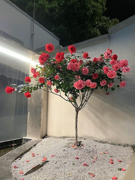 Un árbol en un pozo de arena con flores rojas.