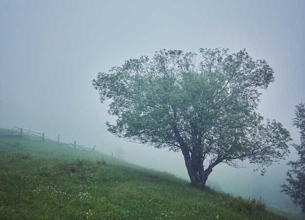 Árbol en el prado en la niebla