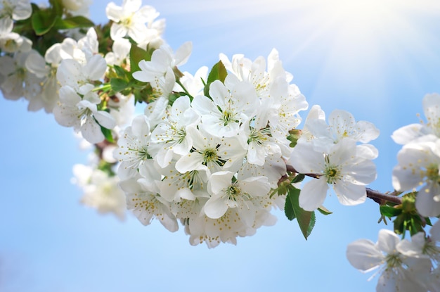 Árbol de primavera en flor. Composición de la naturaleza.