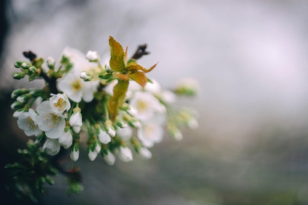 árbol de primavera flores de cerezo flores sobre fondo bokeh suave primavera