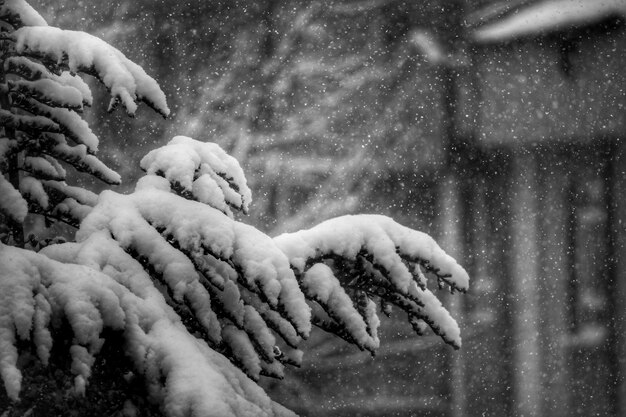 Foto Árbol de primer plano durante el invierno