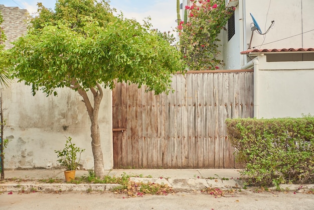 árbol y puerta de madera