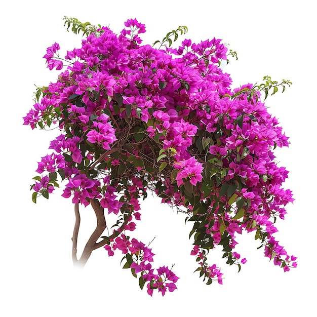 un árbol púrpura con flores púrpuras en él