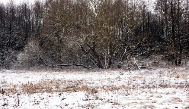 Un árbol que crece en un campo cubierto de nieve en una temporada de invierno