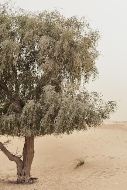 Árbol que crece en el desierto salvaje Vegetación del desierto