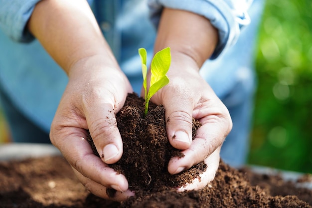 Árbol que crece con la mano eco día de la tierra salvar el mundo salvar la tierra volverse verde