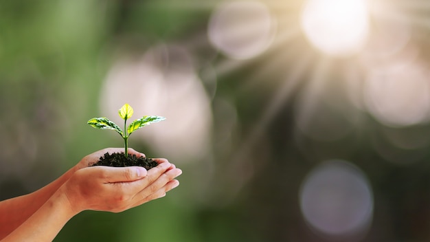 Árbol que crece en manos humanas con fondo natural verde borroso, concepto de crecimiento vegetal y protección del medio ambiente.