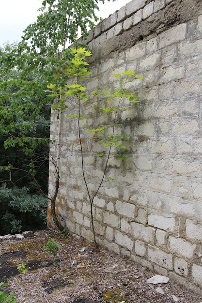 Foto un árbol que crece en un muro de piedra