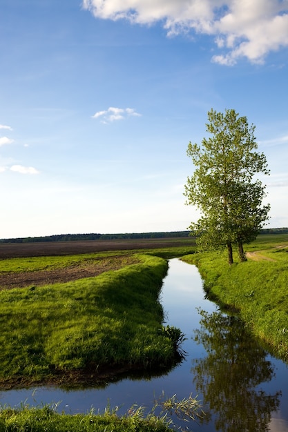 El árbol que crece en la orilla del pequeño río rural.