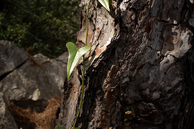 Un árbol del que crece una planta frondosa