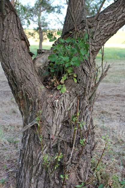 Un árbol del que crece una planta