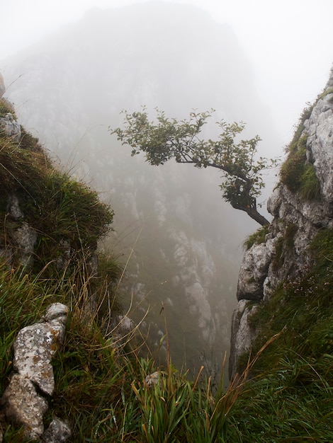 Foto Árbol que crece de una roca en un paisaje de montaña neblinoso (asturias, españa)