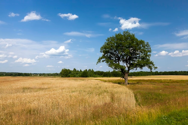 Un árbol que crece en el verano en el campo.