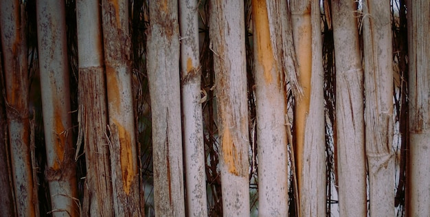 Un árbol que es marrón