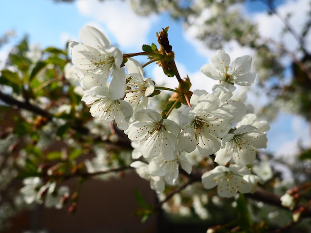 Un árbol que florece con flores blancas Cereza ciruela o cereza dulce en un estado floreciente Pétalos blancos delicados Un hermoso jardín floreciente de primavera