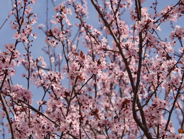 Un árbol que florece con flores rosas