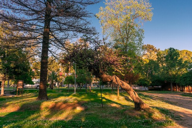 Un árbol que ha caído en el parque.