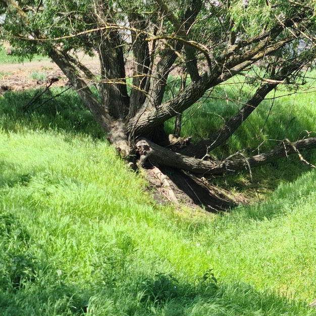 Un árbol que ha sido cortado en un campo.