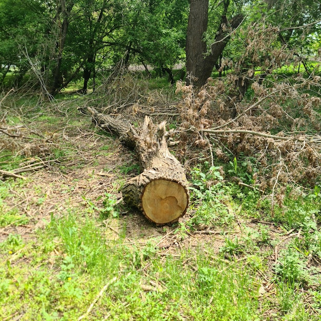 Un árbol que ha sido cortado y tiene un corte en el medio.