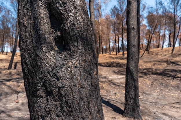 Árbol quemado en el bosque quemado en un incendio forestal cambio climático sequía verano