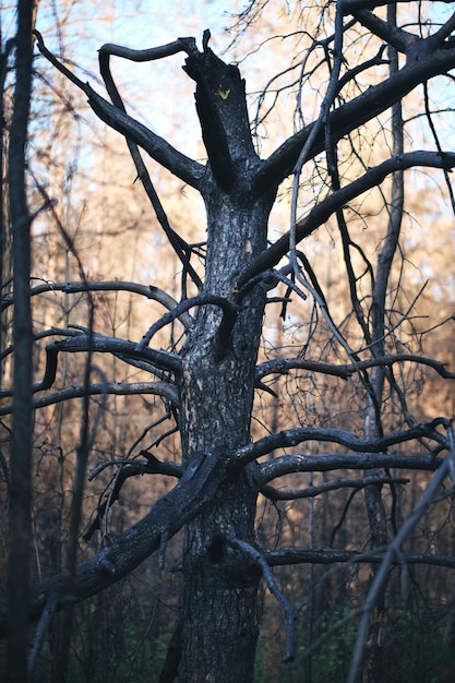 Foto Árbol quemado carbonizado después de un incendio forestal, incendios forestales después de una ola de calor anormal, incendio provocado y un desastre ambiental.