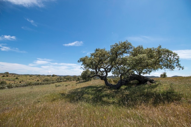 Foto arbol quercus ilex