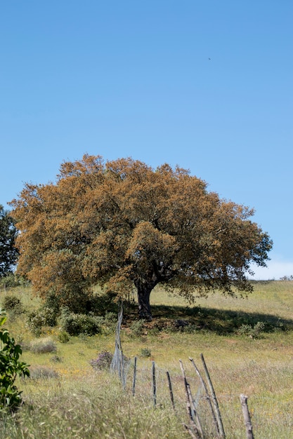 Arbol quercus ilex