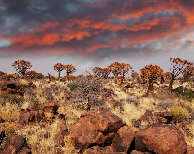 Foto Árbol de quiver en namibia, áfrica