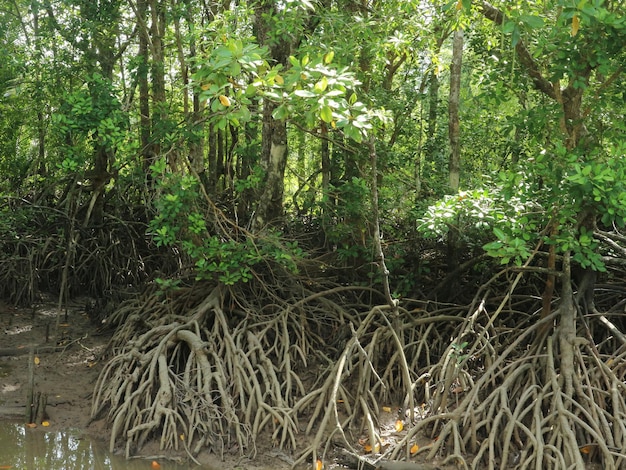 un árbol con raíces que está en el agua