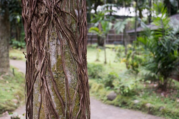 árbol con raíces