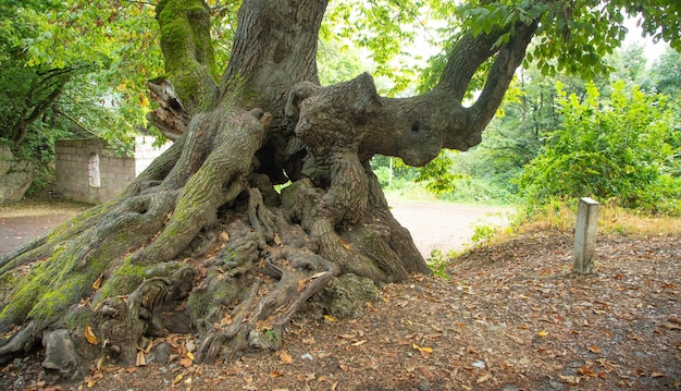 Árbol con una raíz en la naturaleza