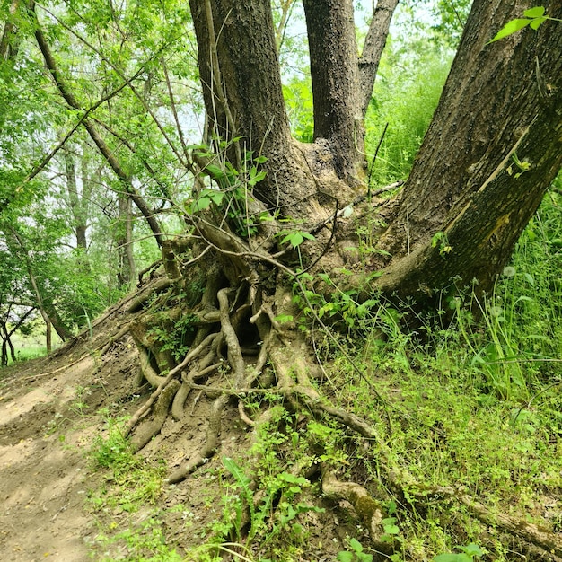 Foto un árbol con una raíz está rodeado de plantas verdes.