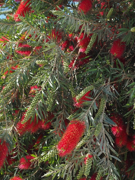 Un árbol con una rama roja y una rama verde con hojas y un pájaro rojo.