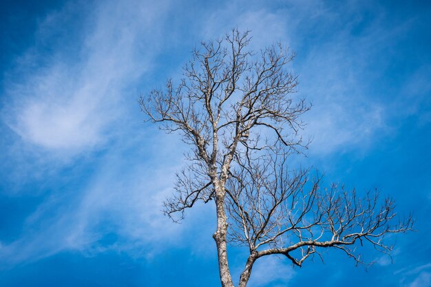 Árbol y ramas en el cielo azul.