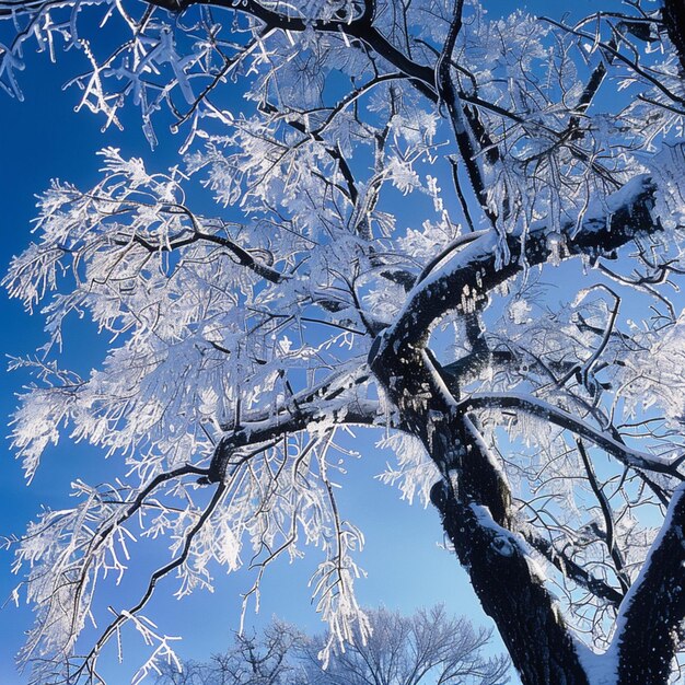 un árbol con ramas cubiertas de hielo y un cielo azul en el fondo